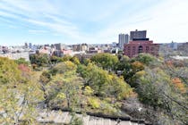 Lay under the leaves at Marcus Garvey Park