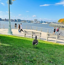 Stroll around Hudson River Park & Chelsea Piers