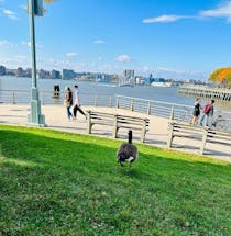 Stroll around Hudson River Park & Chelsea Piers