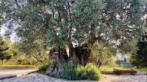 Explore Cretanthos Olive Park & Museum