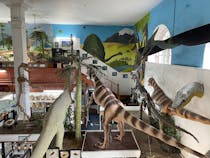 Explore Dinosaurland Fossil Museum