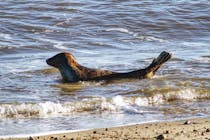 Enjoy Seal Watching at Seal View Winterton