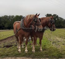 Explore Gressenhall Farm & Workhouse