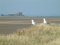 Explore South Walney Nature Reserve