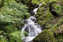 Explore Canonteign Falls