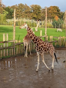 Explore Blair Drummond Safari and Adventure Park