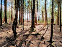 Explore the beautiful Haldon Forest Park