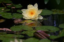 Meditate at Peace Awareness Labyrinth and Gardens