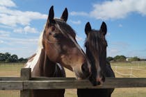 Explore Redwings Caldecott