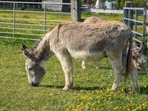 Explore The Donkey Sanctuary