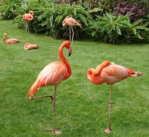 Explore Paradise Park's Rare Birds and Animals