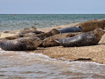 Explore Blakeney Point's Seals