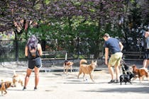Smile while watching the Robin Kovary dog run in Washington Square Park