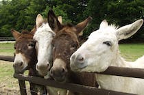 Meet the residents at Tamar Valley Donkey Park