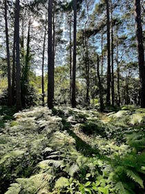 Explore Meyrick Park