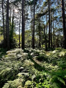 Explore Meyrick Park