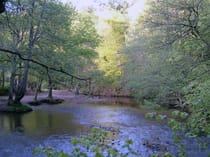 Explore Plymbridge Woods