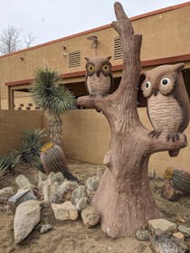 Explore Hi-Desert Nature Museum with your little ones