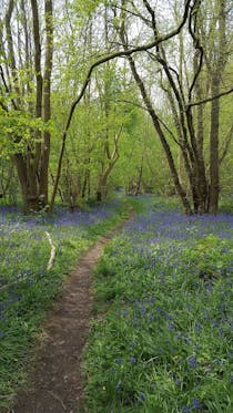 Explore Foxley Wood's Enchanting Spring Beauty