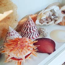 Explore the Shell Museum