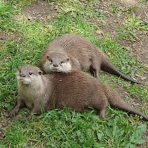 Plan a day out at the Buckfast Butterfly Farm and Dartmoor Otter Sanctuary