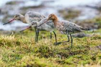 Observe birds and enjoy beautiful estuary views at Bowling Green Marsh