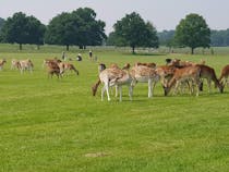 Get lost in spectacular Richmond Park