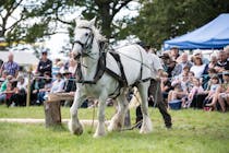 Explore The Oak Fair