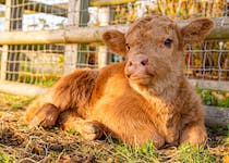 Let the kids get in touch with nature at Barleylands Farm Park