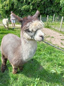 Pet the animals at the Woolley Animals Alpaca Walking & Farm Park