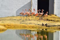 See the flamingoes at Hanwell Zoo