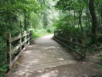 Explore the enchanting Ashdown Forest