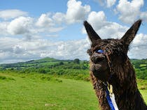 Experience the adorable Alpacas at Lydford Gorge