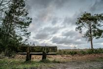 Take a stroll through Ludshott Commons