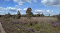 Explore Chobham Common's natural beauty