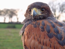 Experience a spectacular Bird of Prey encounter