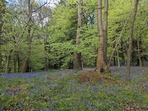 Explore Chantry Wood's natural beauty