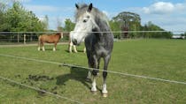 Support World Horse Welfare at Hall Farm