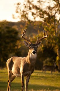 Meet Warnham Park's majestic deer population