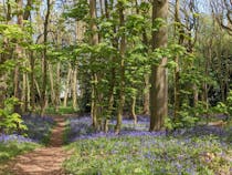 Explore Bluebell Woods