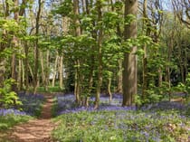 Explore Bluebell Woods