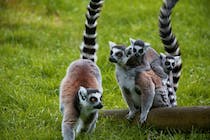 Meet the animals at Lake District Wildlife Park