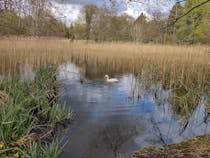 Explore Lynford Arboretum