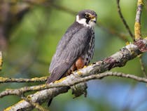 Explore RSPB Lakenheath Fen