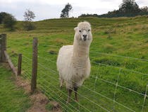 Explore Lakeland Maze Farm Park