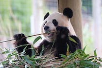 Meet the pandas at Edinburgh Zoo