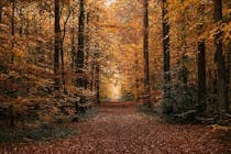 Explore Brandon Country Park