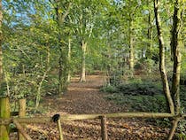 Enjoy a walk through Thwaite Brow Woods