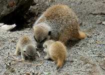 Visit Lakeland Wildlife Oasis