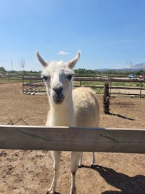 Explore the Animal Park in the Vines